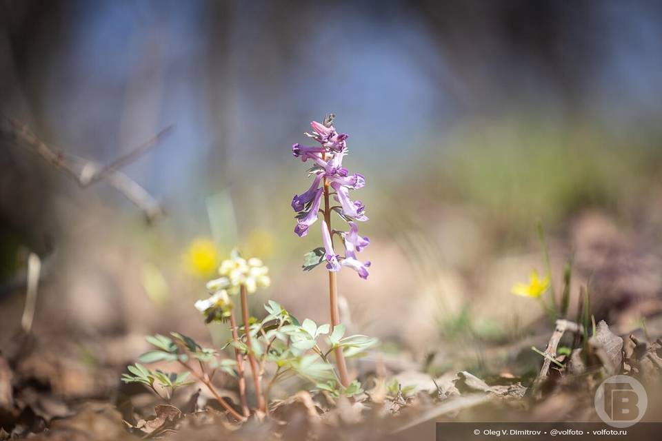 Красоту весны Волго-Ахтубинской поймы показал волгоградский фотограф