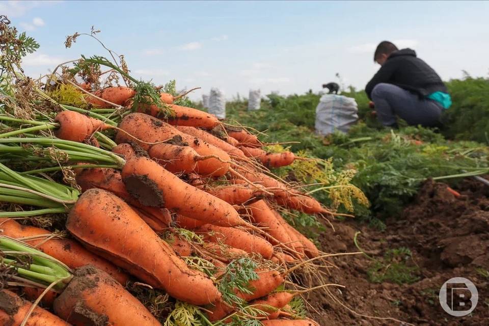 Волгоград отправил в Казахстан 440 тонн моркови