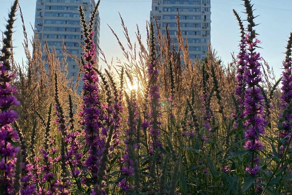 Вертикальный сад из полутора тысяч цветов  появится в Волгограде