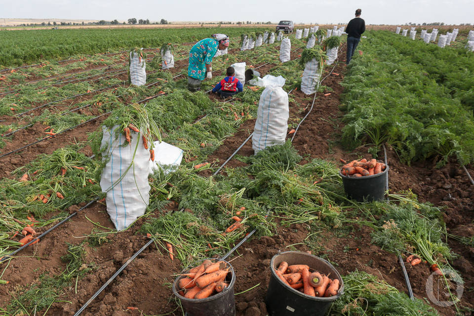 20 тонн моркови экспортировала Волгоградская область в Казахстан