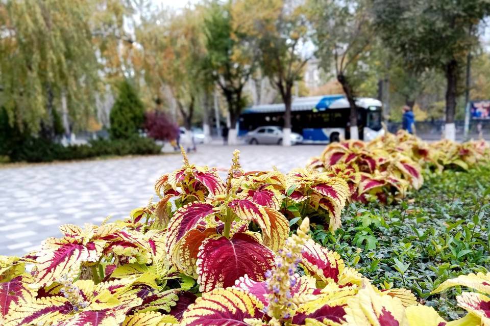 Радугу осенних красок раскинул Волгоград