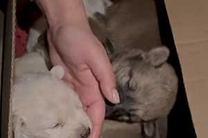 Фото предоставлено зооволонтерами